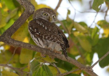 Pearlspotted Owlets are active in daytime